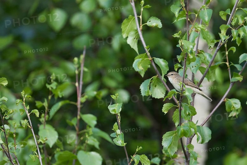 Siberian Chiffchaff - Taigazilpzalp - Phylloscopus tristis, Russia (Ural)