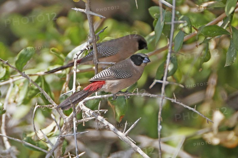 Black-cheeked Waxbill (Estrilda charmosyna), Samburu, Kenya