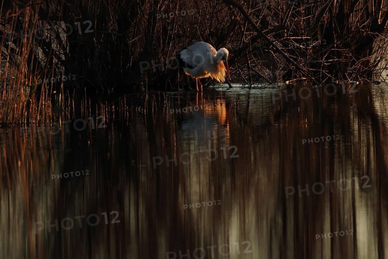 A stork stands gracefully in shallow water at sunset, creating a stunning silhouette against the vibrant play of light and shadow, with reflections in the calm water in wetland of the Emporda