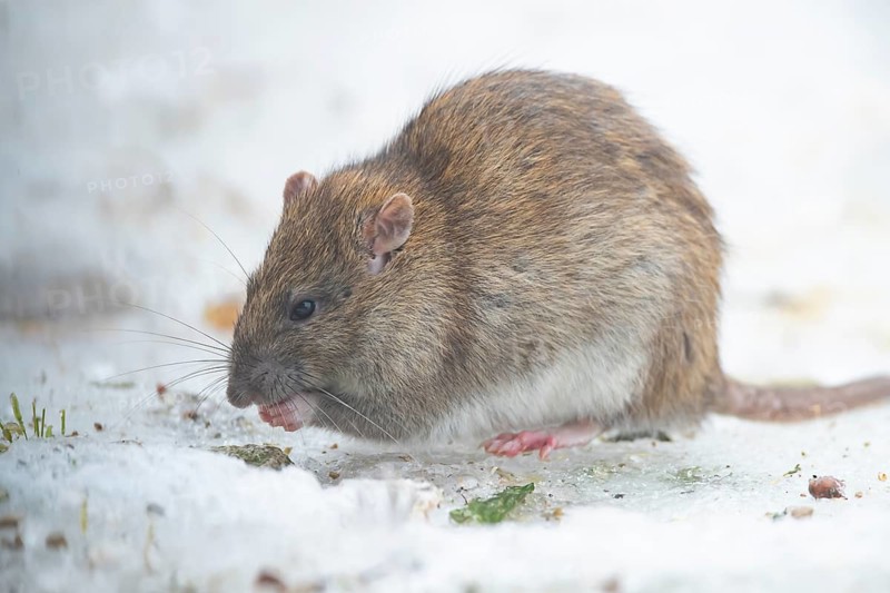 Brown rat (Rattus norvegicus) adult mammal eating seed on frozen ground in winter, England, United Kingdom