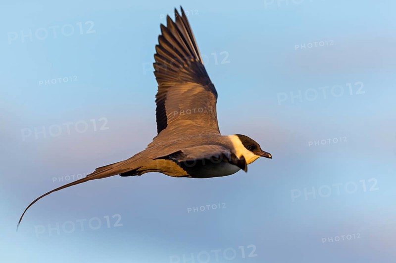 Long-tailed Skua, (Stercorarius longicaudus), animals, birds, gull, family of skuas, lateral flight view, Varanger, Finnmark, Norway