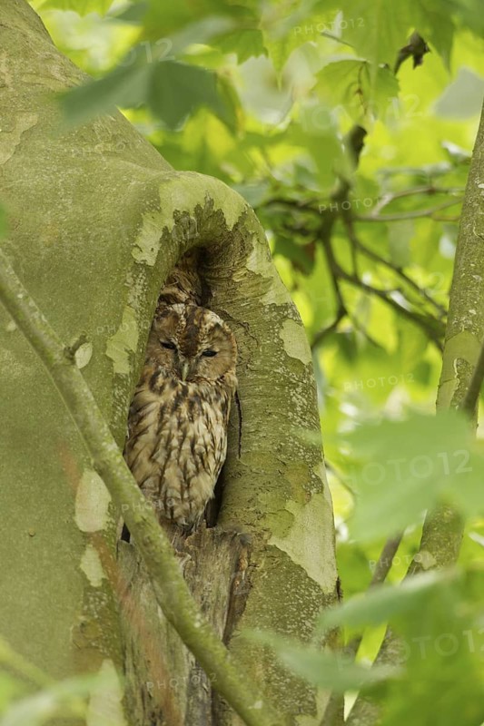 Tawny Owl (Strix aluco), Rhineland-Palatinate, Germany