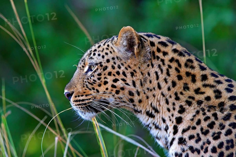 Leopard (Panthera pardus), Zambia