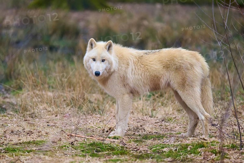 White wolf looking attentively into the camera, standing still in the forest, Arctic wolf (Canis lupus arctos), Germany