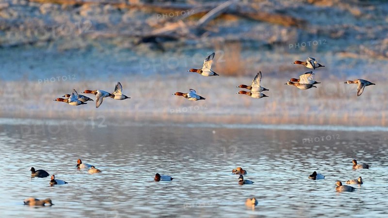 Common Pochard (Aythya ferina), flying flock, Lower Rhine, North Rhine-Westphalia, Germany