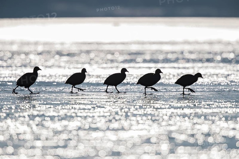 Eurasian Coot (Fulica atra) group walking on ice, Bavaria, Germany