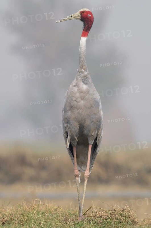 Sarus Crane (Antigone antigone), Keoladeo National Park, India