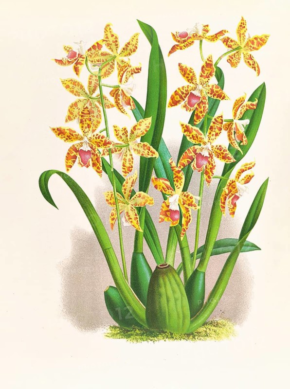 Orchid, Odontoglossum schillerianum, authentic reproduction of an illustration by Jean Jules Linden (1817 - 1898), Luxembourgish-Belgian botanist, one of the fathers of orchid research, Historical