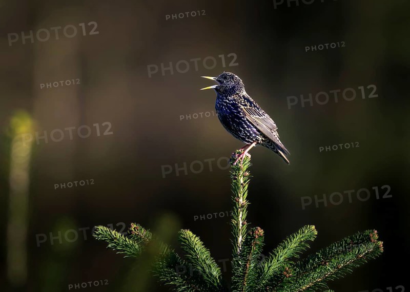 Starling (Sturnus vulgaris), sitting on the top of a fir tree, Zurich, Switzerland