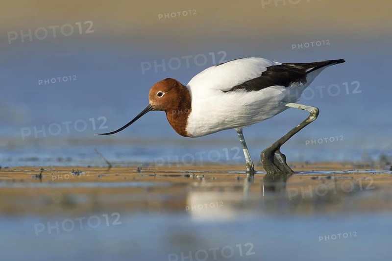 Red-necked Avocet (Recurvirostra novaehollandiae), Victoria, Australia