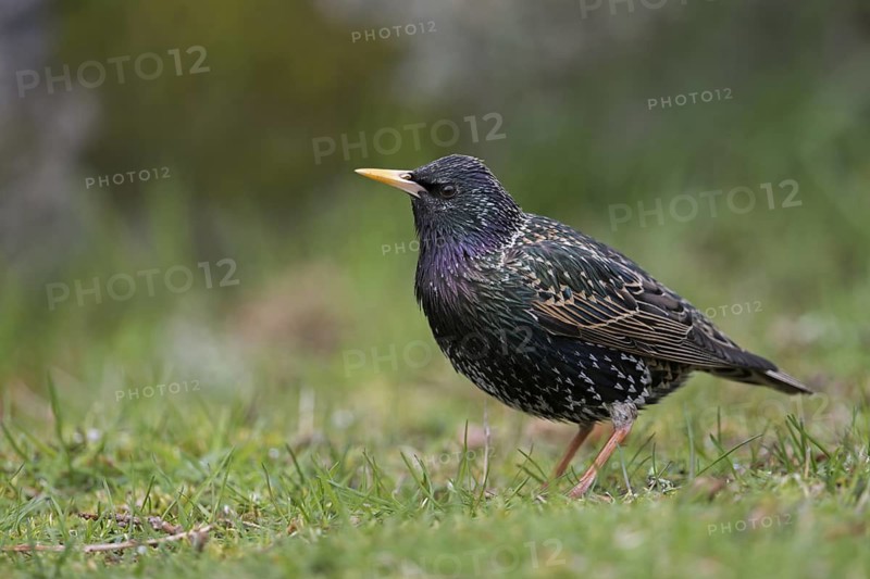 Common Starling (Sturnus vulgaris) on ground, Sweden