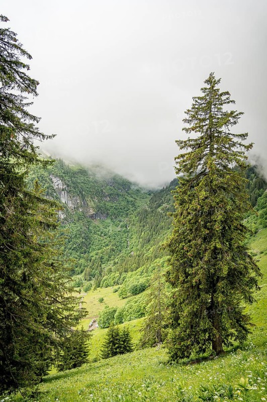 A serene view of Switzerland, showcasing a lush green valley framed by tall conifer trees Mist clings to the dense forested mountains, creating a tranquil alpine atmosphere