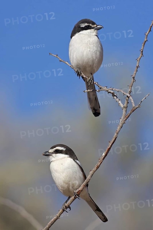 Southern Fiscal (Lanius collaris), Northern Cape, South Africa