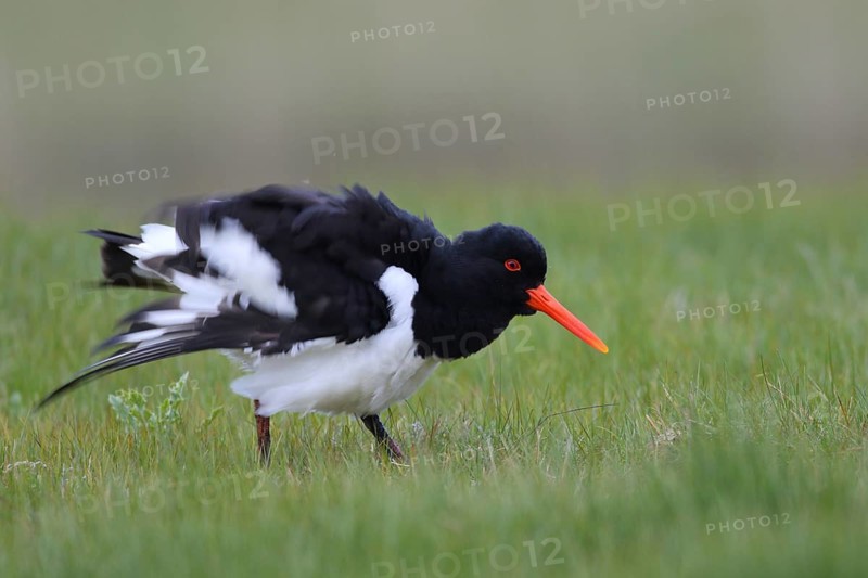 Eurasian Oystercatcher (Haematopus ostralegus), Texel, Netherlands