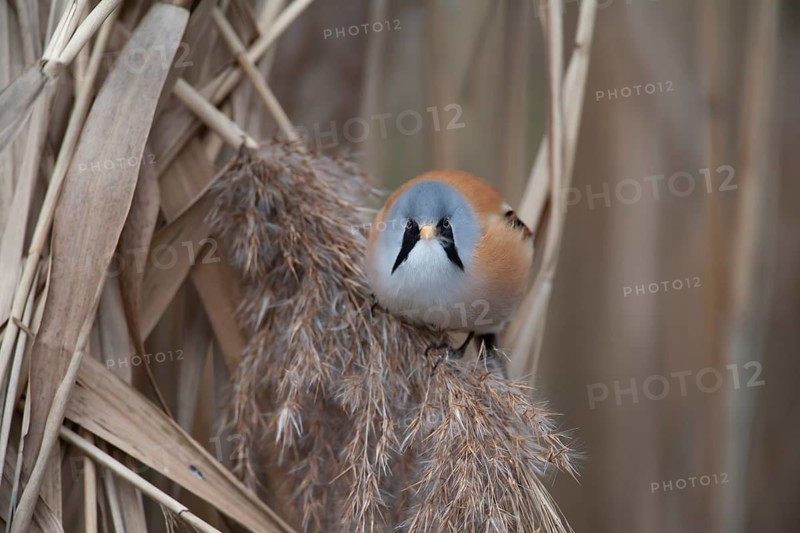 Bearded tit or reedling (Panurus biarmicus) adult male bird on the edge of a reedbed, Norfolk, England, United Kingdom