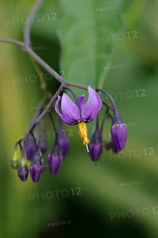 Bittersweet nightshade (Solanum dulcamara), bitter nightshade, blue bindweed, purple flower, woody nightshade in flower, medicinal plant, medicinal use, poisonous plant, Wilnsdorf, North Rhine-Westphalia, Germany