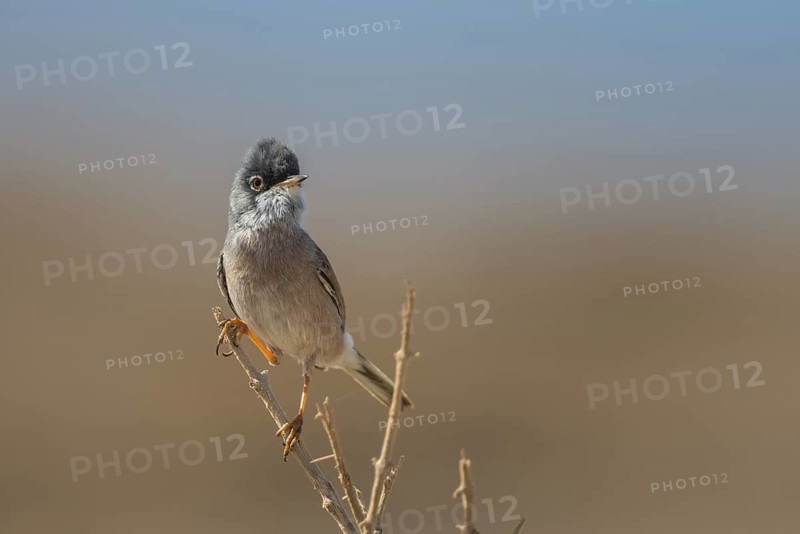 Spectacled Warbler (Sylvia conspicillata) male, Fuerteventura, Spain