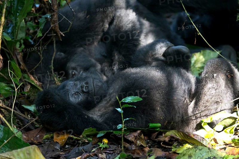Mountain Gorilla (Gorilla beringei beringei) sub-adult male lying down, Bwindi Impenetrable National Park, Uganda
