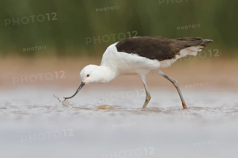 Andean Avocet (Recurvirostra andina) in a wetland in Bolivia, South America