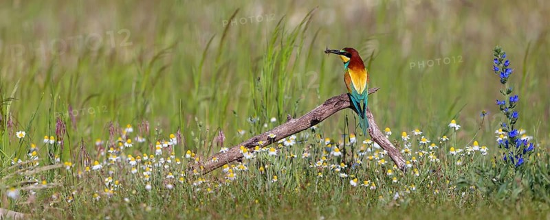 Bee-eater, (Merops apiaster), perch, Tiszaalp-r, Kiskuns-gi National Park, B-cs-Kiskun, Hungary