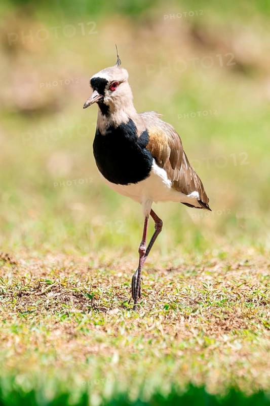 A close-up of a Southern Lapwing, Vanellus chilensis, with striking black and white plumage and vibrant red eyes, poses gracefully on a grassy terrain under sunlight