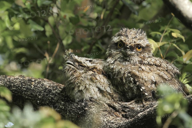Tawny Frogmouth (Podargus strigoides) juvenile, Queensland, Australia