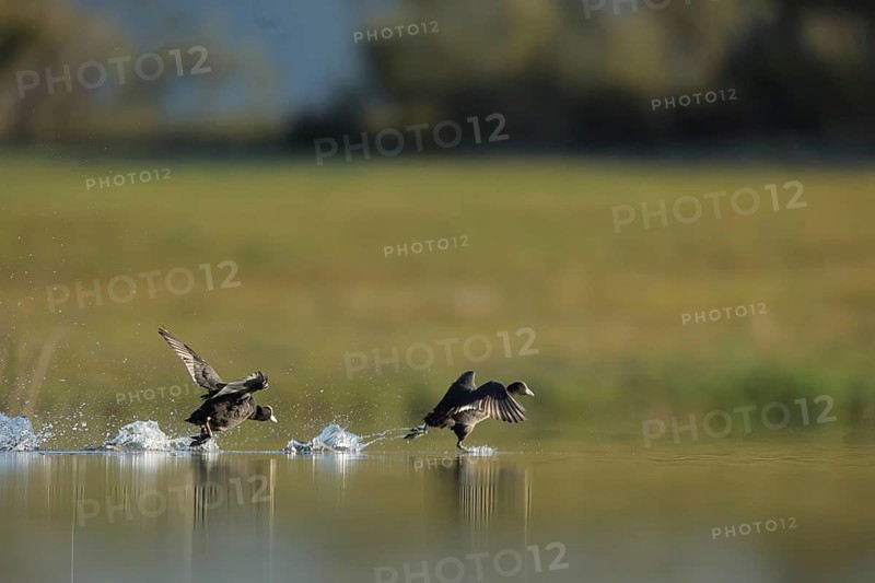 European coots elegantly glides across the calm waters in Puebla de BeleÃ±a, Spain, creating ripples under a clear sky, showcasing the beauty of wildlife in its natural habitat