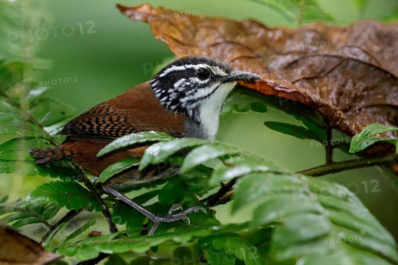 White-breasted Wood Wren (Henicorhina leucosticta) perched on a branch in Costa Rica