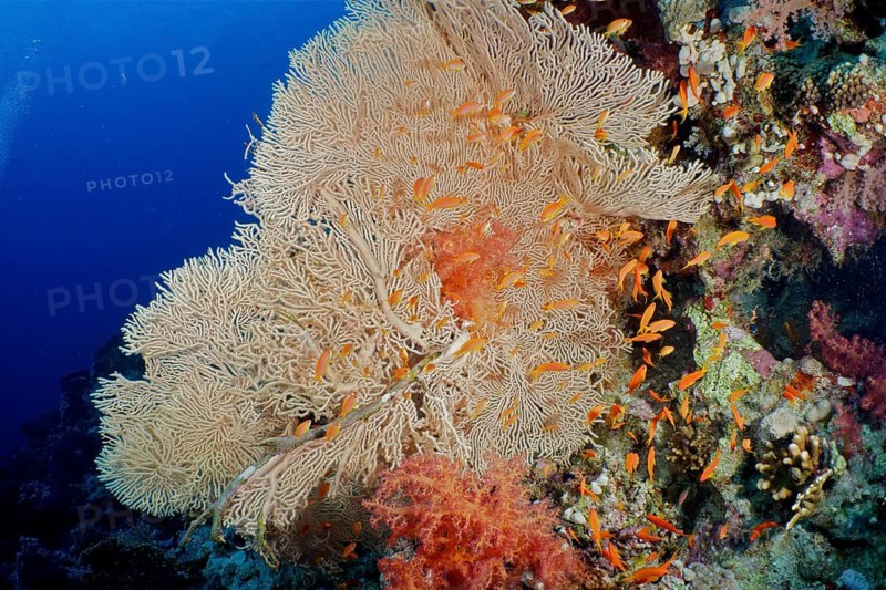 Giant fan coral (Annella mollis)