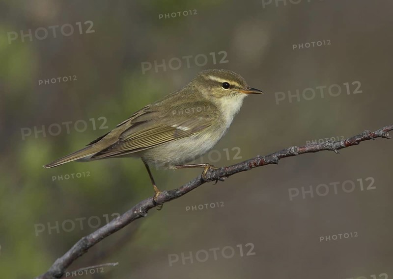 Arctic Warbler (Phylloscopus borealis), Alaska, USA