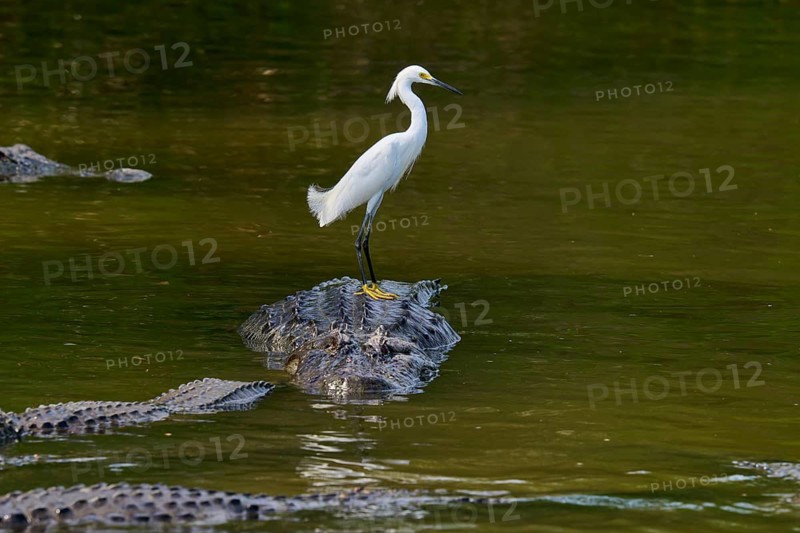 A white heron stands on a crocodile in the water and observes the surroundings, Great Egret (Egretta thula), American Alligator (Alligator mississippiensis), Orlando, Florida, USA