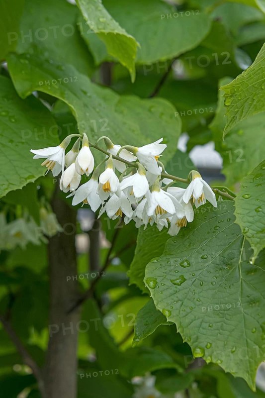 Storax tree (Styrax obassia), Hofgarten, Germany