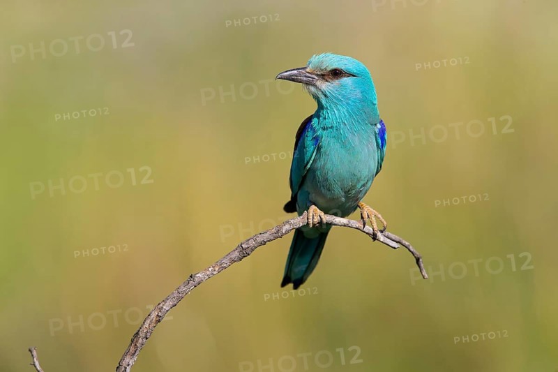 Roller, Almond Crow, (Coracias garrulus), animals, birds, raptors, raptor family, perch, biotope, habitat, Muselievo, Muselievo, Pleven, Bulgaria