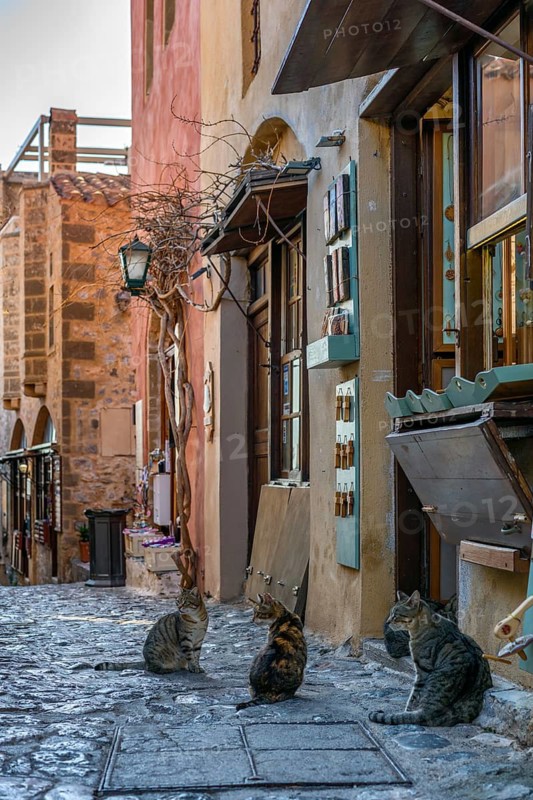 A charming cobblestone street in Monemvasia, Greece, with stray cats sitting near traditional shops. The historic stone buildings and warm light create a picturesque medieval atmosphere