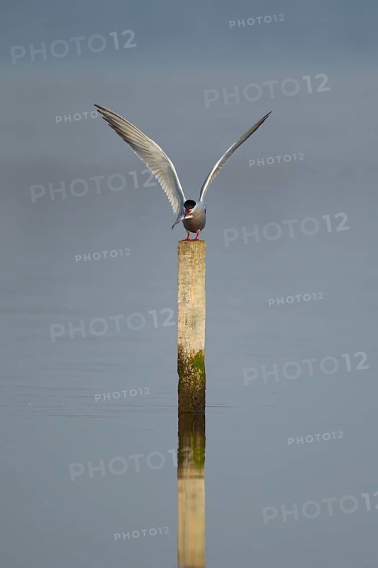Common tern (Sterna hirundo) adult bird on a wooden post carrying a fish in its beak in the summer, England, United Kingdom