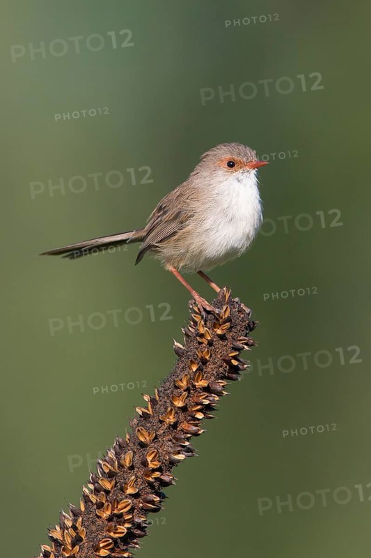 Superb Fairywren (Malurus cyaneus cyanochlamys) female perched on a branch, Victoria, Australia