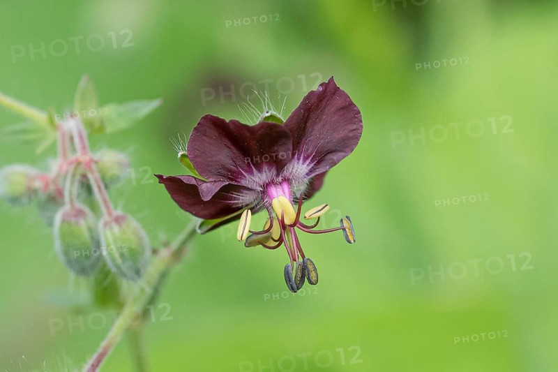 Cranesbill (Geranium phaeum), (Allium aflatunense), An den Dorfwiesen 9, Federal Republic of Germany