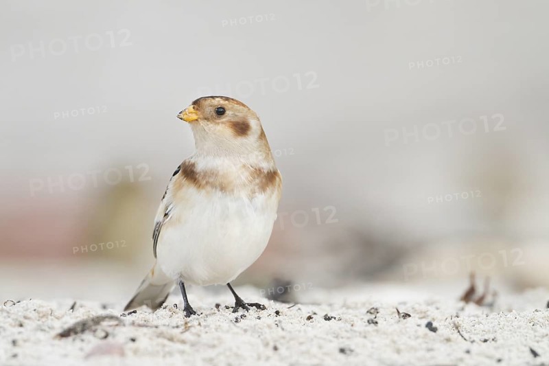 Snow Bunting - Schneeammer - Plectrophenax nivalis ssp. nivalis, Germany