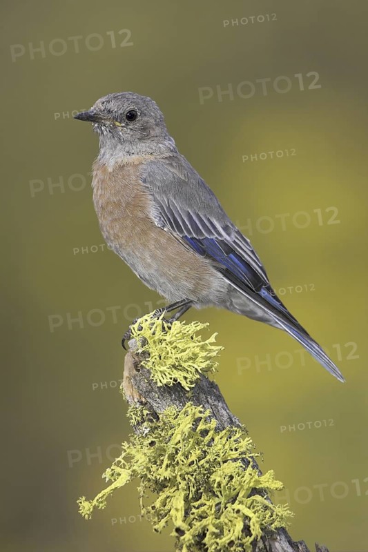 Western Bluebird (Sialia mexicana) female, Oregon, USA