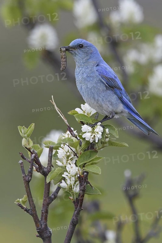 Mountain Bluebird (Sialia currucoides), Alberta, Canada