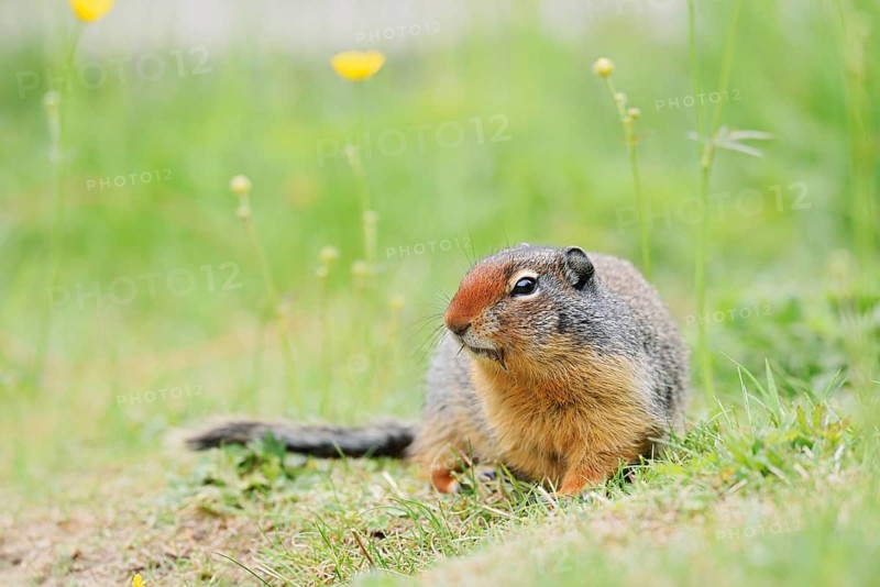 Columbia ground squirrel (Urocitellus columbianus, Spermophilus columbianus), Yoho National Park, British Columbia, Canada