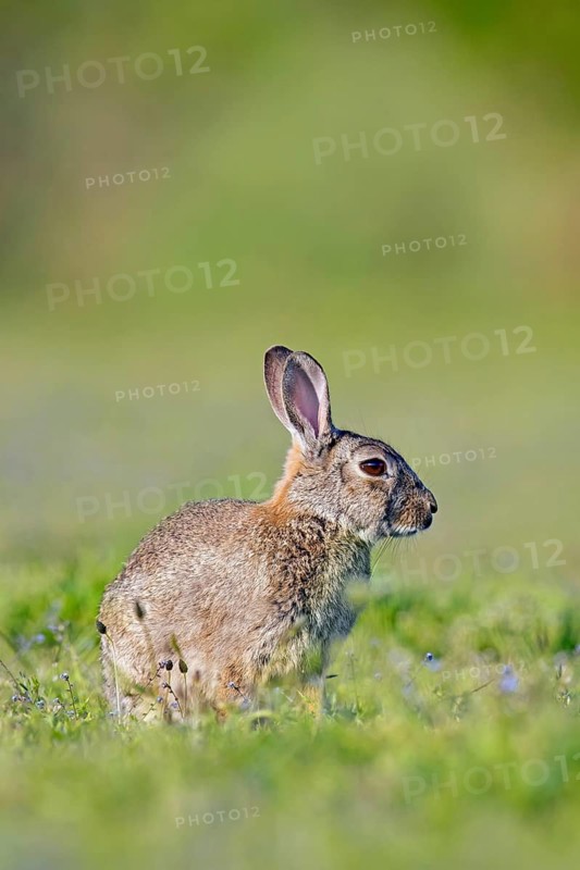 European rabbit, common rabbit (Oryctolagus cuniculus) sitting in meadow in spring