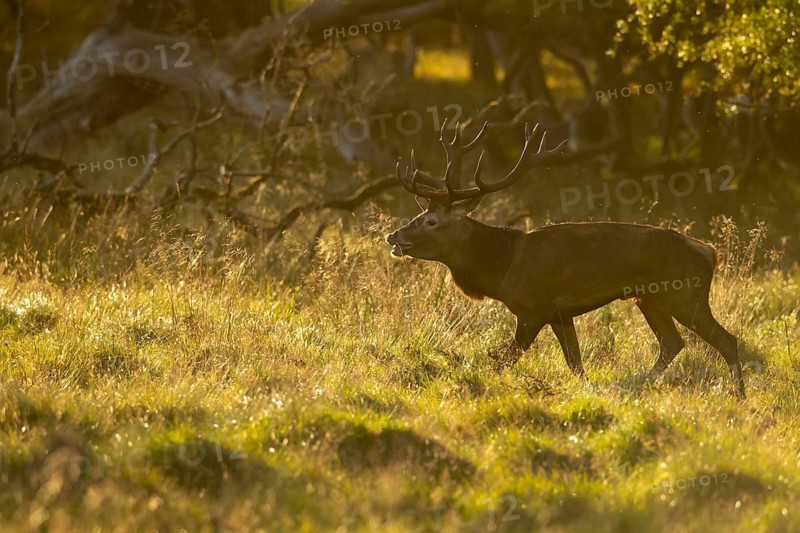 Red deer (Cervus elaphus) in rut, Klamptenborg, Copenhagen, Denmark