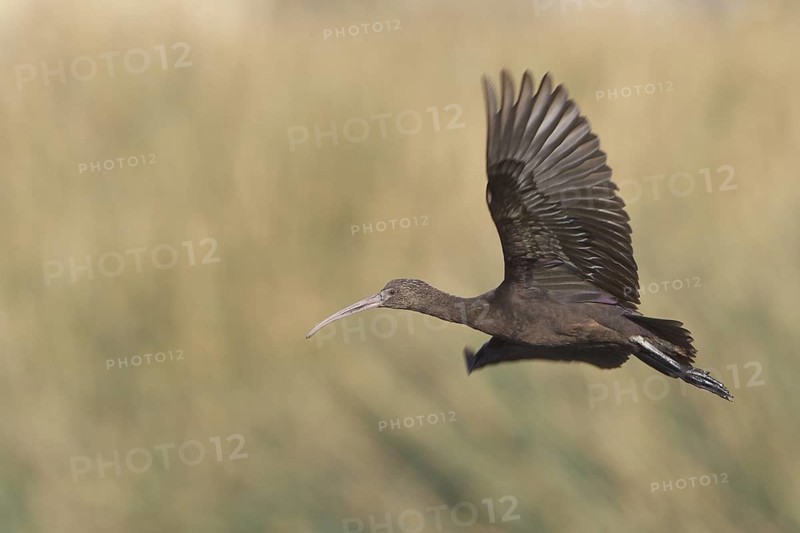 Puna Ibis (Plegadis ridgwayi) in flight in Bolivia, South America