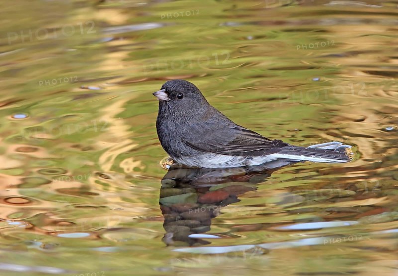Dark-eyed Junco, Junco hyemalis, bathing in a pond in Saskatchewan, Canada