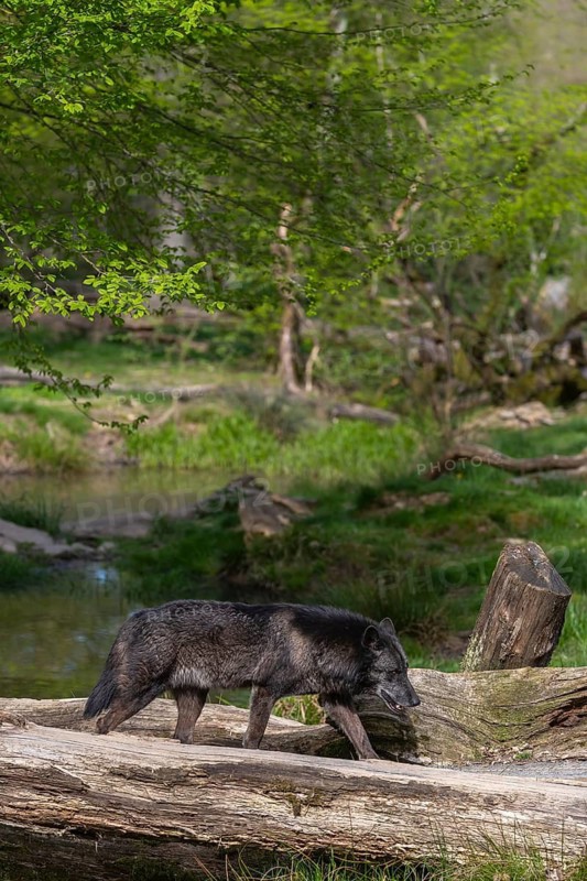 One Timberwolf, Canis lupus lycaon, walking over a fallen tree to cross a creek. Trees, creek and green grass in the background