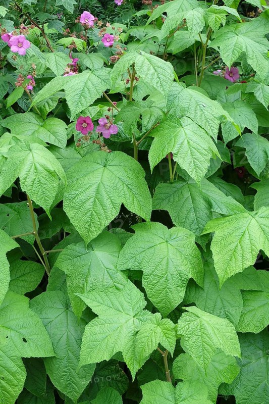 Cinnamon raspberry (Rubus odoratus), Tiefurt Castle & Park, Germany