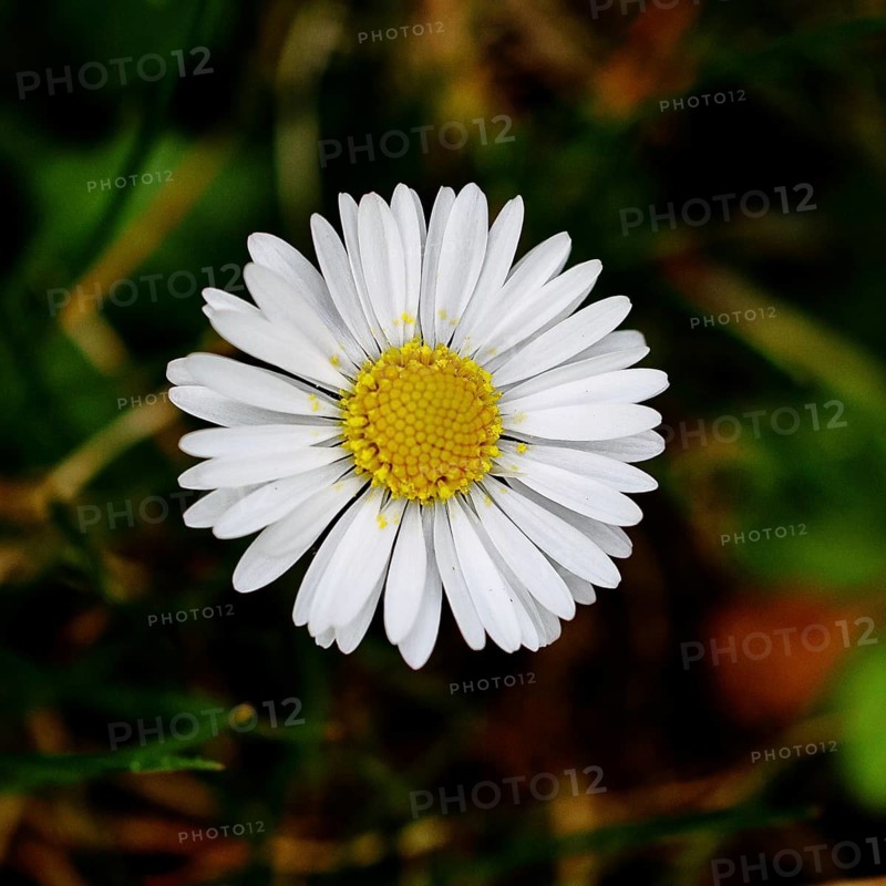 Daisy (Bellis perennis) Close-up of a flower in a meadow, Wilnsdorf, North Rhine-Westphalia, Germany