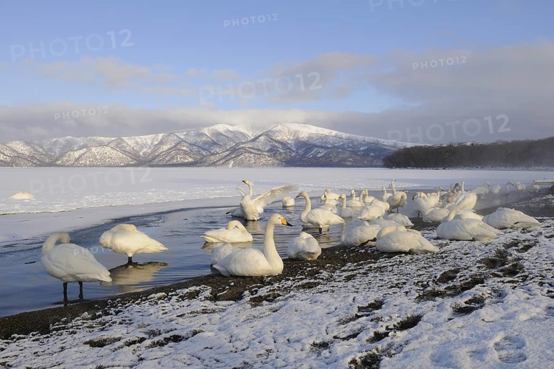 Whooper Swan (Cygnus cygnus), Hokkaido, Japan