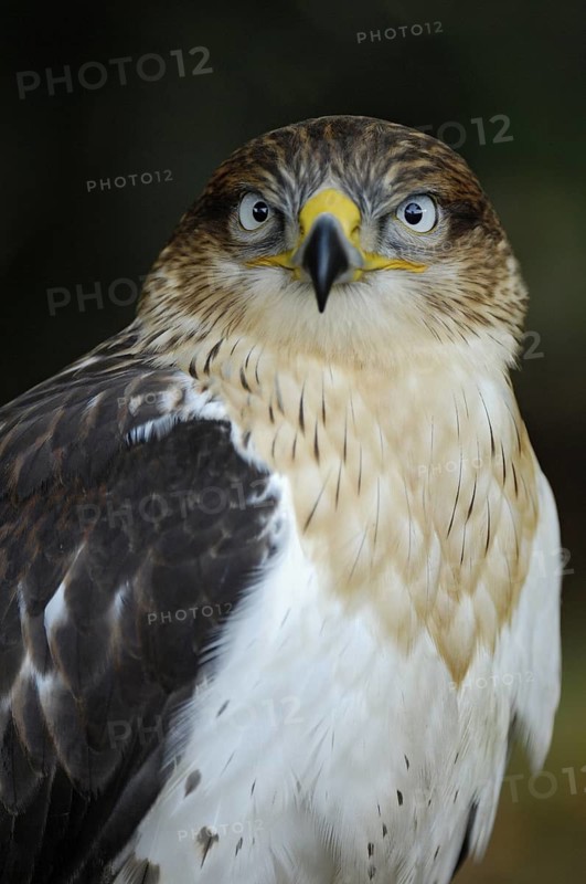 Koenigsbussard (Buteo regalis), Portrait, Jungvogel, captive, Heimat: halbtrockene und trockene offene Landschaften im Westen der USA und in Südkanada, Oktober, Deutschland